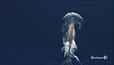 Il cuore grande delle balene