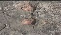 Dinosauri ad Altamura
