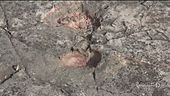 Dinosauri ad Altamura