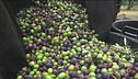 La raccolta delle olive