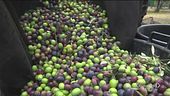 La raccolta delle olive