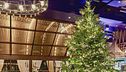 In Spagna l'albero più prezioso