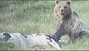 Un orso divide 5 stelle e Lega