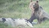 Un orso divide 5 stelle e Lega