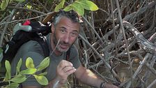 Yucatan selvaggio
