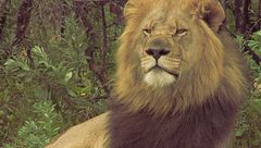 Africa: sangue e speranza