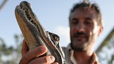 Grandi mammiferi: ritorno in Europa