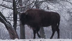 Grandi mammiferi: ritorno in Europa