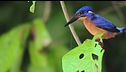 I giganti piccoli del Borneo