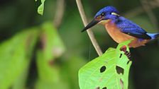 I giganti piccoli del Borneo