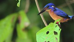 I giganti piccoli del Borneo