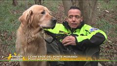 I cani erori del ponte Morandi