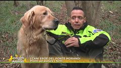 I cani erori del ponte Morandi