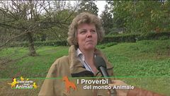 I proverbi del mondo animale