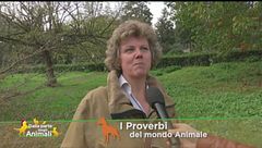 I proverbi del mondo animale