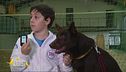 Red, l'australian kelpie che tiene sotto controllo il diabete di Lorenzo