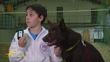 Red, l'australian kelpie che tiene sotto controllo il diabete di Lorenzo
