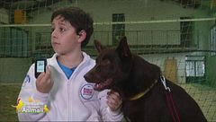Red, l'australian kelpie che tiene sotto controllo il diabete di Lorenzo