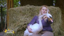 Il cigno Raimondo