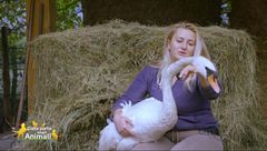 Il cigno Raimondo