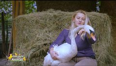 Il cigno Raimondo