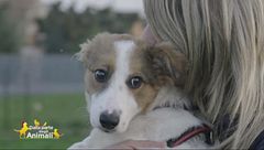 Daiane, cucciola dolcissima di 6 mesi