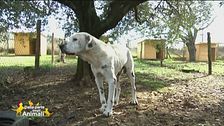 Casa per cani "brizzolati"