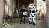 La mucca si racconta