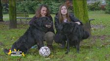 Toby e Luna