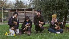 Quattro cani davvero speciali