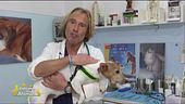 I consigli del veterinario