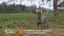 Quello che gli animali ci insegnano