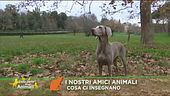 Quello che gli animali ci insegnano