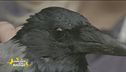 Pepita