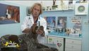 I consigli del veterinario