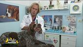 I consigli del veterinario