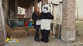 Il panda si racconta