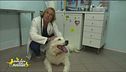 I consigli del veterinario