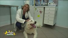 I consigli del veterinario