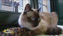 Happy, il gatto va a scuola