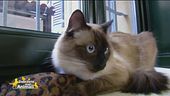 Happy, il gatto va a scuola