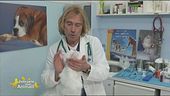 I consigli del veterinario
