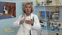 I consigli del veterinario
