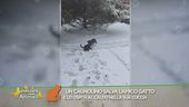 Un cagnolino salva l'amico gatto