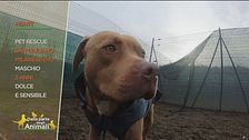 Heart, dolce pitbull in cerca di casa