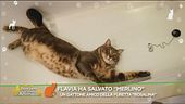 Il micio Merlino