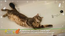 Il micio Merlino