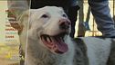 Blanco, mix pastrore australiano
