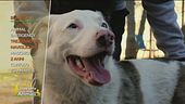 Blanco, mix pastrore australiano