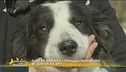 Iko, mix border collie